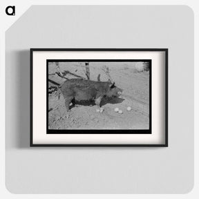 アートポスター-Hog Eating Grapefruit, Weslaco, Texas
 - ラッセル リー Poster.