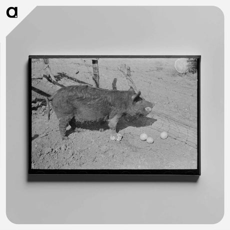 アートパネル-Hog Eating Grapefruit, Weslaco, Texas
 - ラッセル リー Canvas.