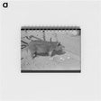アートメモ帳-Hog Eating Grapefruit, Weslaco, Texas
 - ラッセル リー Memo.