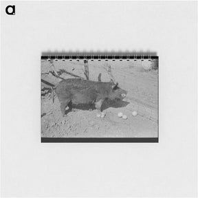 アートメモ帳-Hog Eating Grapefruit, Weslaco, Texas
 - ラッセル リー Memo.