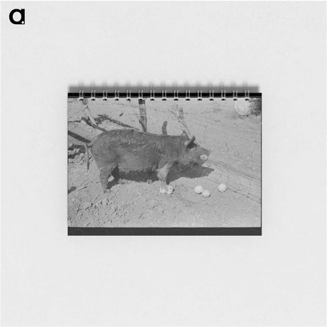 アートメモ帳-Hog Eating Grapefruit, Weslaco, Texas
 - ラッセル リー Memo.