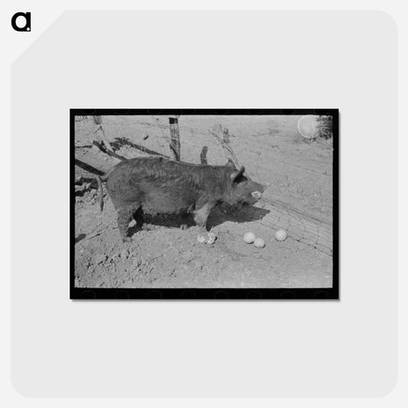 アートポストカード-Hog Eating Grapefruit, Weslaco, Texas
 - ラッセル リー Postcard.