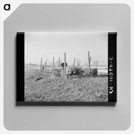アートパネル-Hogs on the Levee Near Cache, Illinois
 - ラッセル リー Canvas.