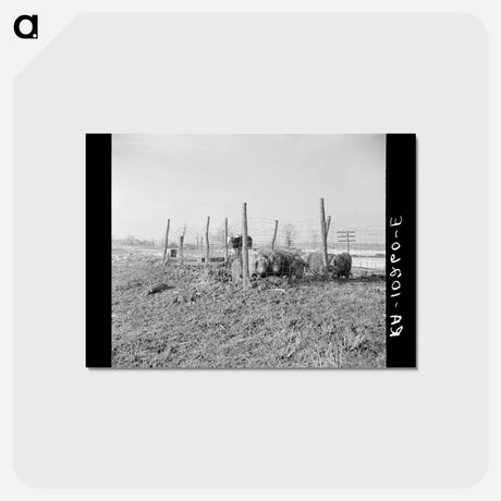 アートポストカード-Hogs on the Levee Near Cache, Illinois
 - ラッセル リー Postcard.