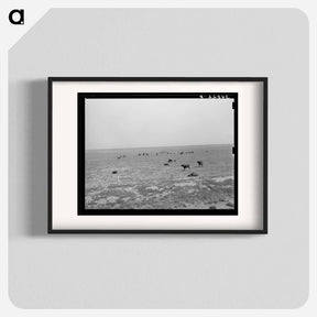 アートポスター-Cattle Grazing near Oakley, Kansas
 - ラッセル リー Poster.