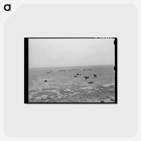 アートポストカード-Cattle Grazing near Oakley, Kansas
 - ラッセル リー Postcard.