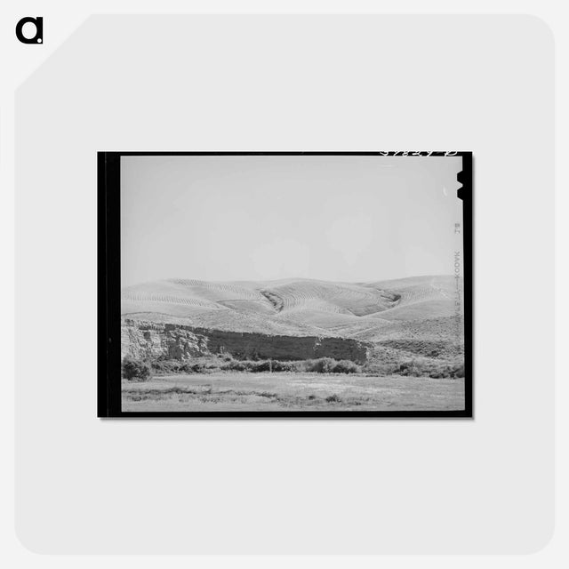 アートポストカード-Wheat Field, Walla Walla County, Washington
 - ラッセル リー Postcard.