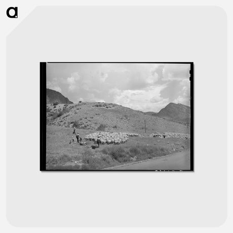 アートポストカード-Driving Fat Lambs to Cimarron, Colorado
 - ラッセル リー Postcard.