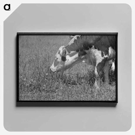 アートパネル-Yearling. Cruzen Ranch, Valley County, Idaho
 - ラッセル リー Canvas.
