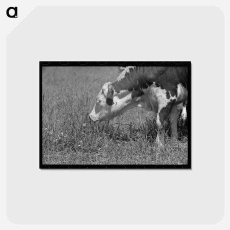 アートポストカード-Yearling. Cruzen Ranch, Valley County, Idaho
 - ラッセル リー Postcard.