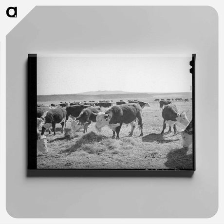 アートパネル-Hereford Cattle, Little Colorado River Valley
 - ラッセル リー Canvas.