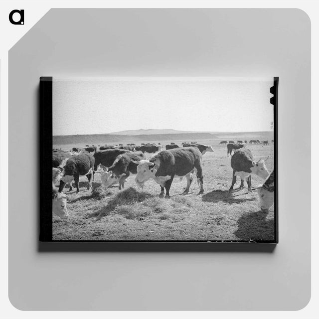 アートパネル-Hereford Cattle, Little Colorado River Valley
 - ラッセル リー Canvas.