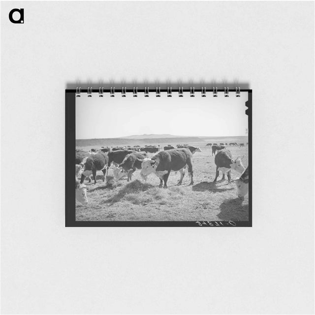 アートメモ帳-Hereford Cattle, Little Colorado River Valley
 - ラッセル リー Memo.