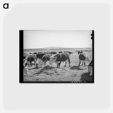 アートポストカード-Hereford Cattle, Little Colorado River Valley
 - ラッセル リー Postcard.