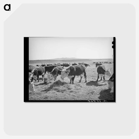 アートポストカード-Hereford Cattle, Little Colorado River Valley
 - ラッセル リー Postcard.