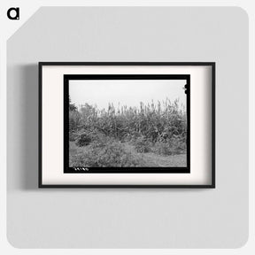 アートポスター-Kaffir Corn Windbreak, Sheridan County, Kansas
 - ラッセル リー Poster.