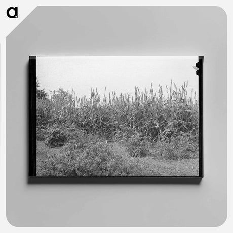 アートパネル-Kaffir Corn Windbreak, Sheridan County, Kansas
 - ラッセル リー Canvas.