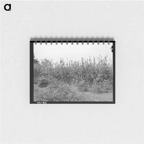 アートメモ帳-Kaffir Corn Windbreak, Sheridan County, Kansas
 - ラッセル リー Memo.