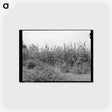 アートポストカード-Kaffir Corn Windbreak, Sheridan County, Kansas
 - ラッセル リー Postcard.