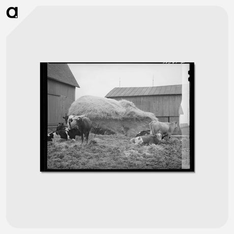 アートポストカード-Barnyard Scene, Hancock County, Ohio
 - ラッセル リー Postcard.