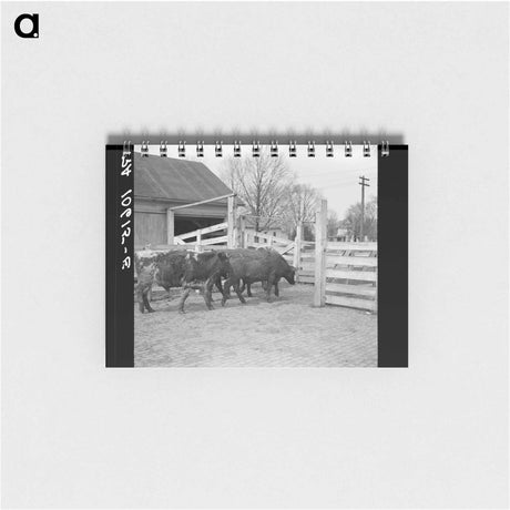 アートメモ帳-Cattle at Aledo Stockyards
 - ラッセル リー Memo.