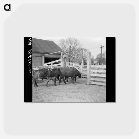 アートポストカード-Cattle at Aledo Stockyards
 - ラッセル リー Postcard.