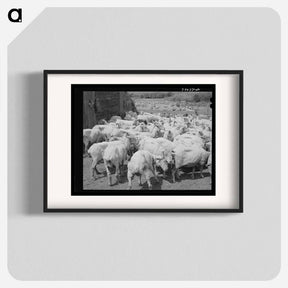 アートポスター-Freshly-shorn Sheep, Malheur County, Oregon
 - ラッセル リー Poster.