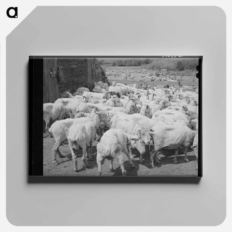 アートパネル-Freshly-shorn Sheep, Malheur County, Oregon
 - ラッセル リー Canvas.