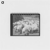 アートメモ帳-Freshly-shorn Sheep, Malheur County, Oregon
 - ラッセル リー Memo.