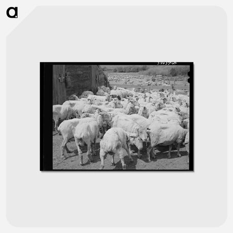 アートポストカード-Freshly-shorn Sheep, Malheur County, Oregon
 - ラッセル リー Postcard.