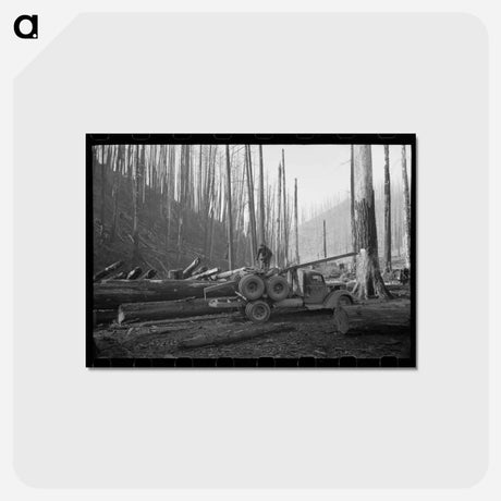 アートポストカード-Logging Truck and Trailer, Tillamook County, Oregon
 - ラッセル リー Postcard.