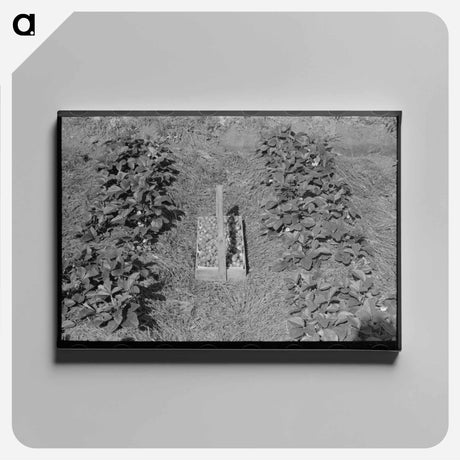 アートパネル-Strawberry Field, Hammond, Louisiana
 - ラッセル リー Canvas.