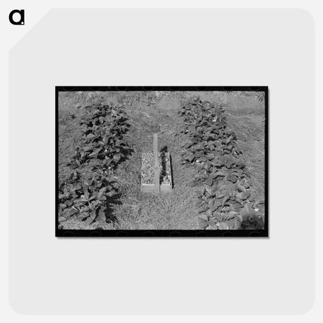 アートポストカード-Strawberry Field, Hammond, Louisiana
 - ラッセル リー Postcard.