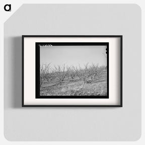 アートポスター-Fruit Trees, Placer County, California
 - ラッセル リー Poster.