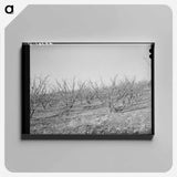 アートパネル-Fruit Trees, Placer County, California
 - ラッセル リー Canvas.