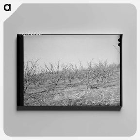 アートパネル-Fruit Trees, Placer County, California
 - ラッセル リー Canvas.