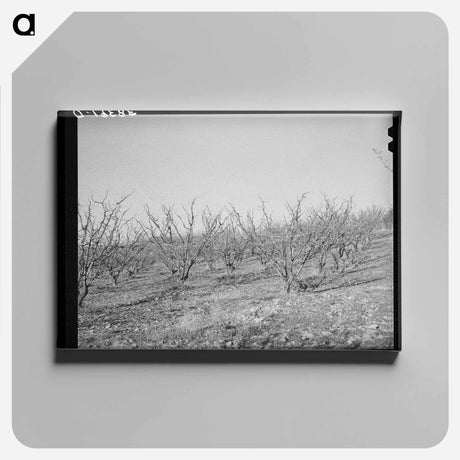 アートパネル-Fruit Trees, Placer County, California
 - ラッセル リー Canvas.