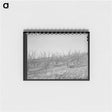 アートメモ帳-Fruit Trees, Placer County, California
 - ラッセル リー Memo.
