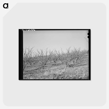 アートポストカード-Fruit Trees, Placer County, California
 - ラッセル リー Postcard.