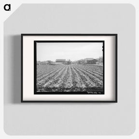 アートポスター-Spinach Field, Tom Green County, Texas
 - ラッセル リー Poster.