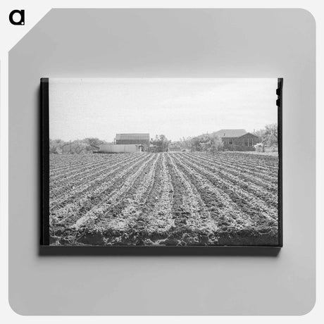 アートパネル-Spinach Field, Tom Green County, Texas
 - ラッセル リー Canvas.