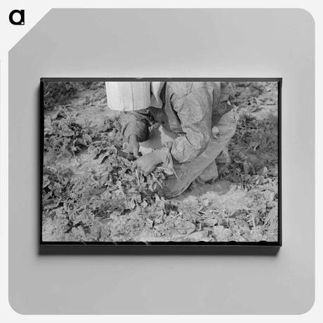 アートパネル-Mexican Girl Cutting Spinach, La Pryor, Texas
 - ラッセル リー Canvas.