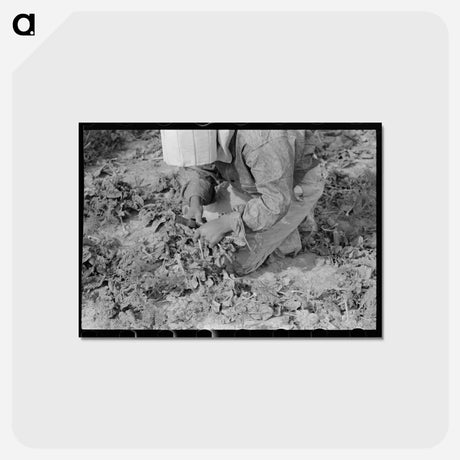 アートポストカード-Mexican Girl Cutting Spinach, La Pryor, Texas
 - ラッセル リー Postcard.