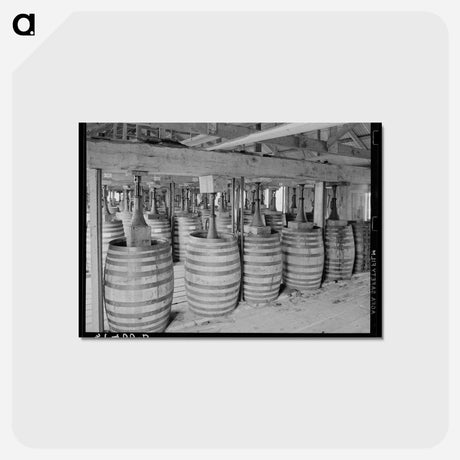 アートポストカード-Barrels of Perique Tobacco Aging
 - ラッセル リー Postcard.