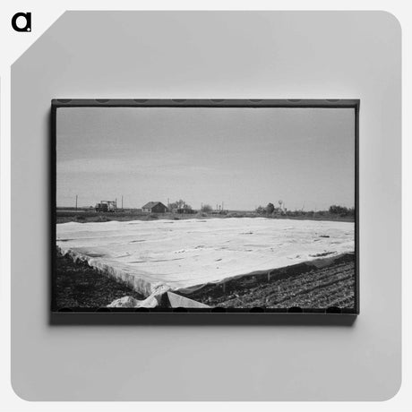 アートパネル-Frame Gardens on Truck Farm near San Angelo, Texas
 - ラッセル リー Canvas.