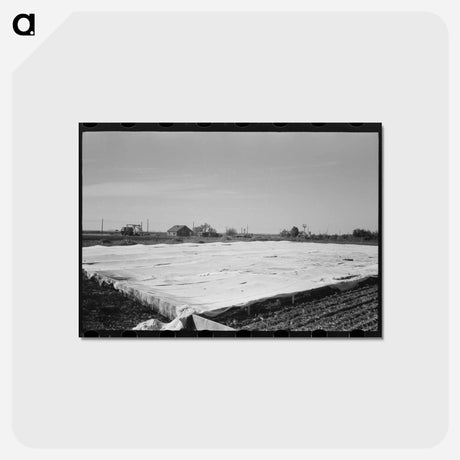 アートポストカード-Frame Gardens on Truck Farm near San Angelo, Texas
 - ラッセル リー Postcard.