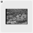 アートポストカード-Ranch in the Valley, Cochise County, Arizona
 - ラッセル リー Postcard.