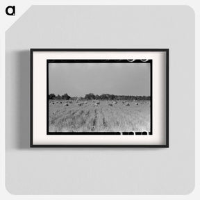 アートポスター-Cranes in Rice Field, Crowley, Louisiana
 - ラッセル リー Poster.