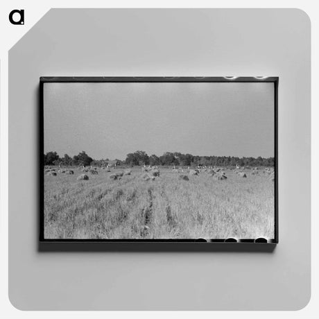 アートパネル-Cranes in Rice Field, Crowley, Louisiana
 - ラッセル リー Canvas.