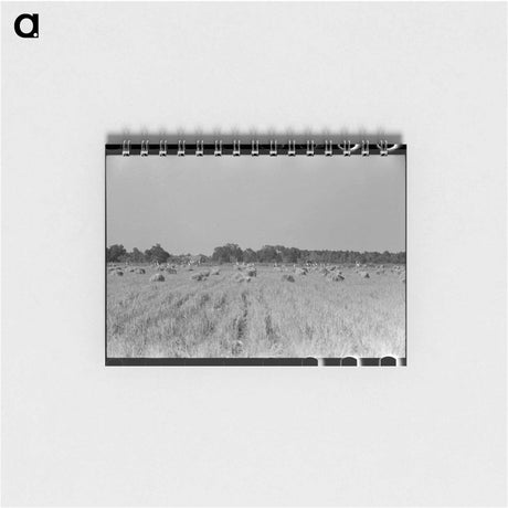 アートメモ帳-Cranes in Rice Field, Crowley, Louisiana
 - ラッセル リー Memo.